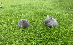 Mini Lop rabbits for sale: 🩶pure MINI lop🩶 - Image 1