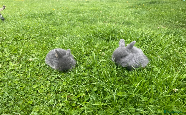 Mini Lop rabbits - Advert 1