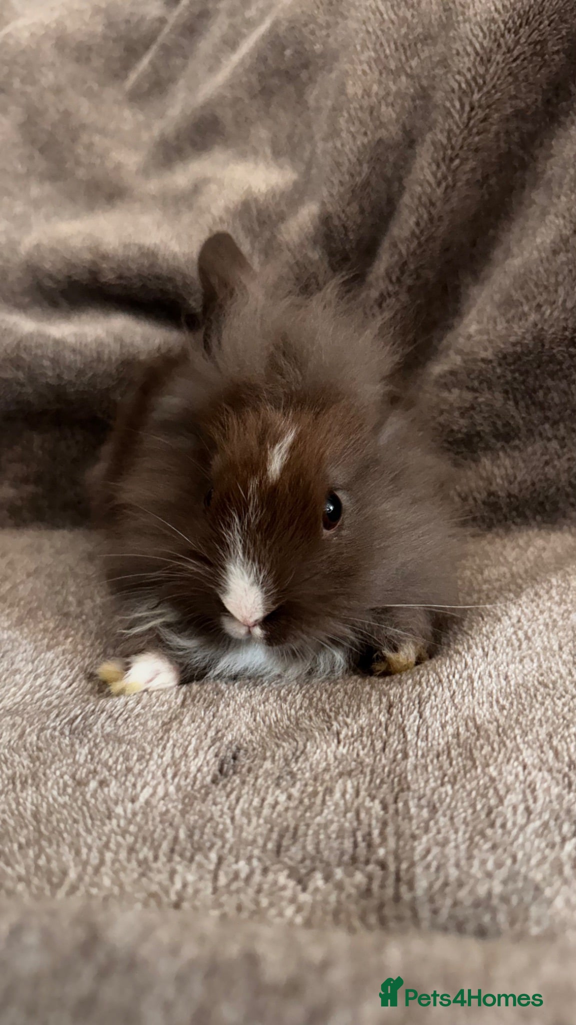 Mixed Breed rabbits     Fluffy Lionhead & Netherland Dwarf Mix Bunnies - Advert 2