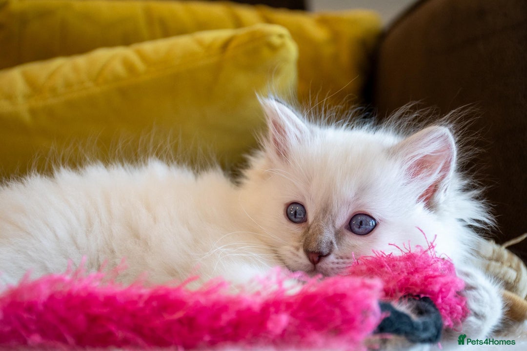 Ragdoll cats for sale: Ready Now GCCF Ragdoll Kittens Irresistibly Cuddly - Image 4