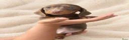 Miniature Dachshund dogs for sale: 🐾💕 3 GORGEOUS MINIATURE DACHSHUND BOYS 💕🐾 - Advert 5