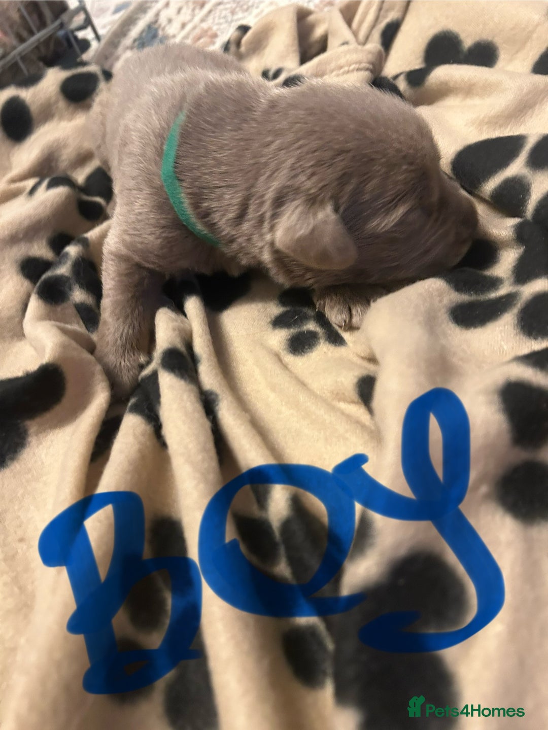 Labrador Retriever dogs for sale:  Silver Labrador retriver - Advert 13