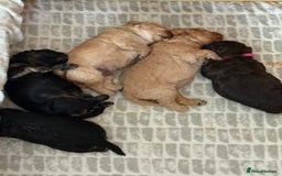 Cavapoo dogs for sale: Stunning F1 Cavapoo Puppies  - Image 11