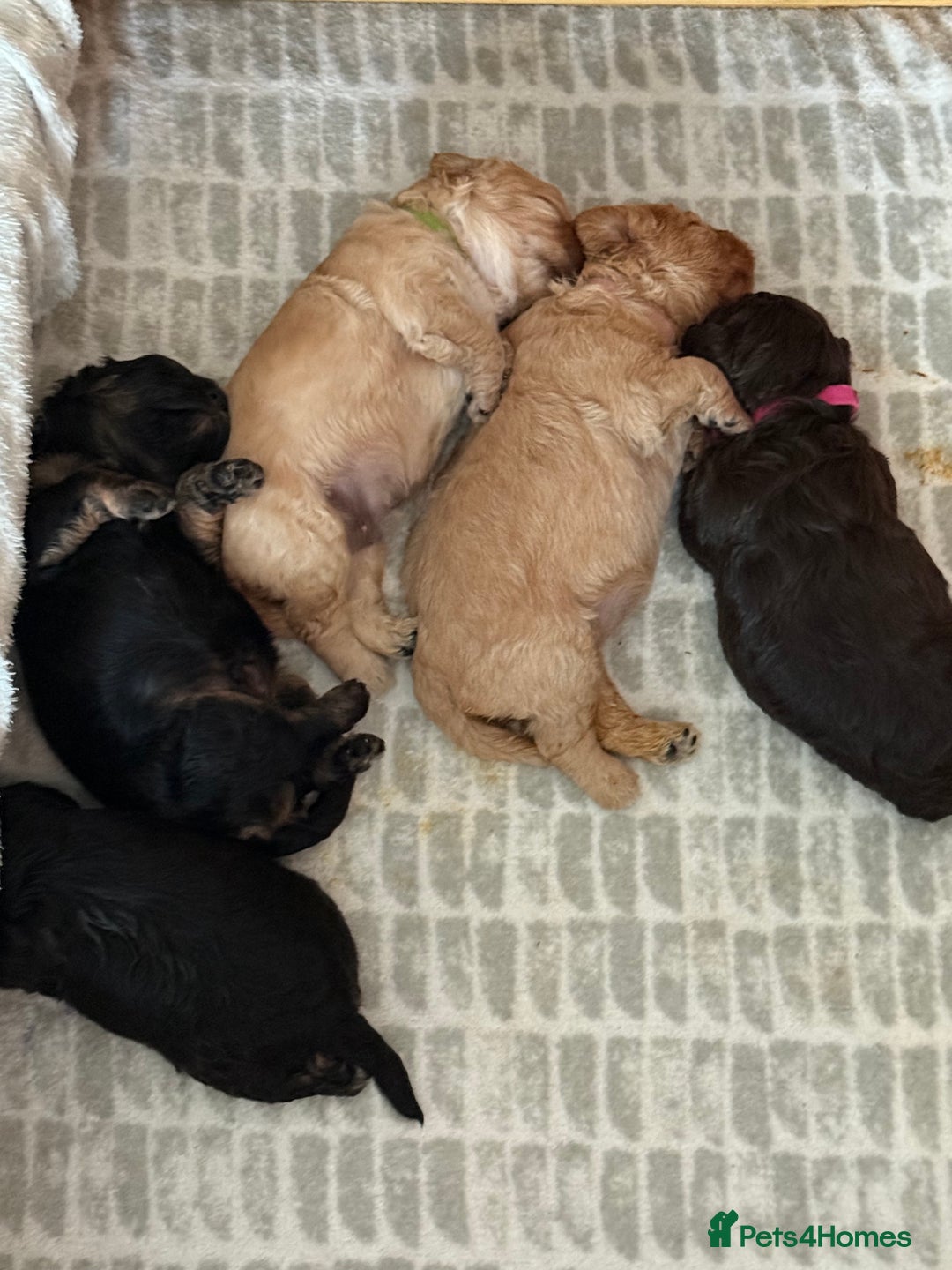 Cavapoo dogs for sale: Stunning F1 Cavapoo Puppies  - Image 11