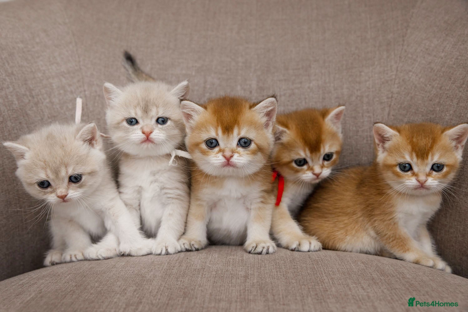 British Shorthair cats Golden Blue and Golden BSH kittens - Advert 15
