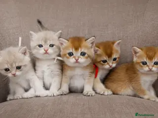 British Shorthair cats Golden Blue and Golden BSH kittens - Advert 15