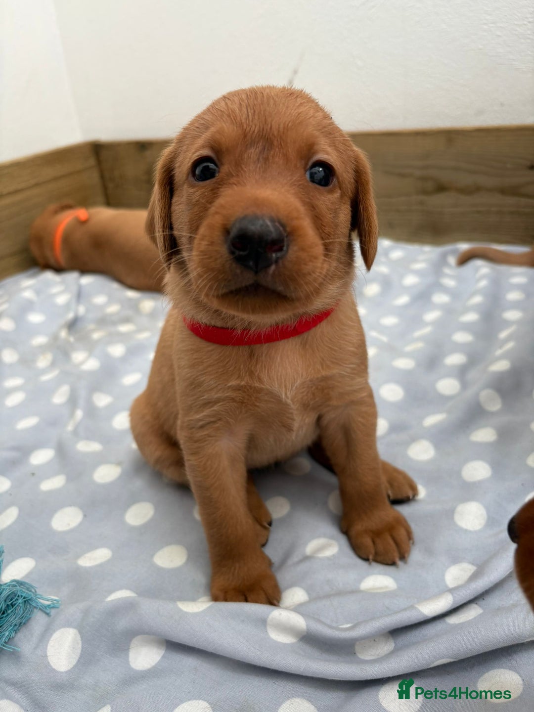 Labrador Retriever dogs for sale: KC Reg Fox red labrador litter of 6 dogs 4 bitches - Advert 5