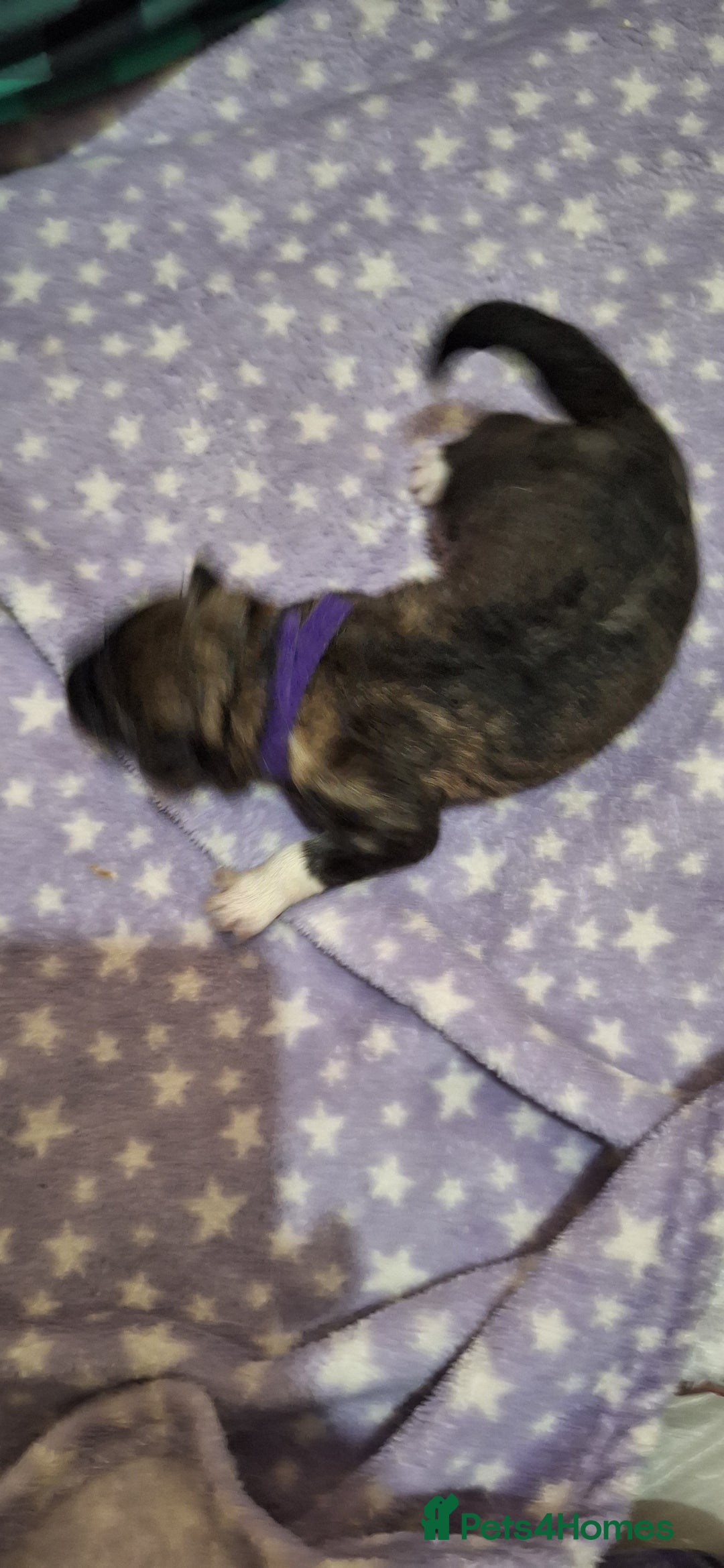 Mixed Breed dogs for sale: 10 Alaskan Shepherds for sale - Advert 8