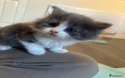 Ragdoll cats for sale: Reserved - Image 26