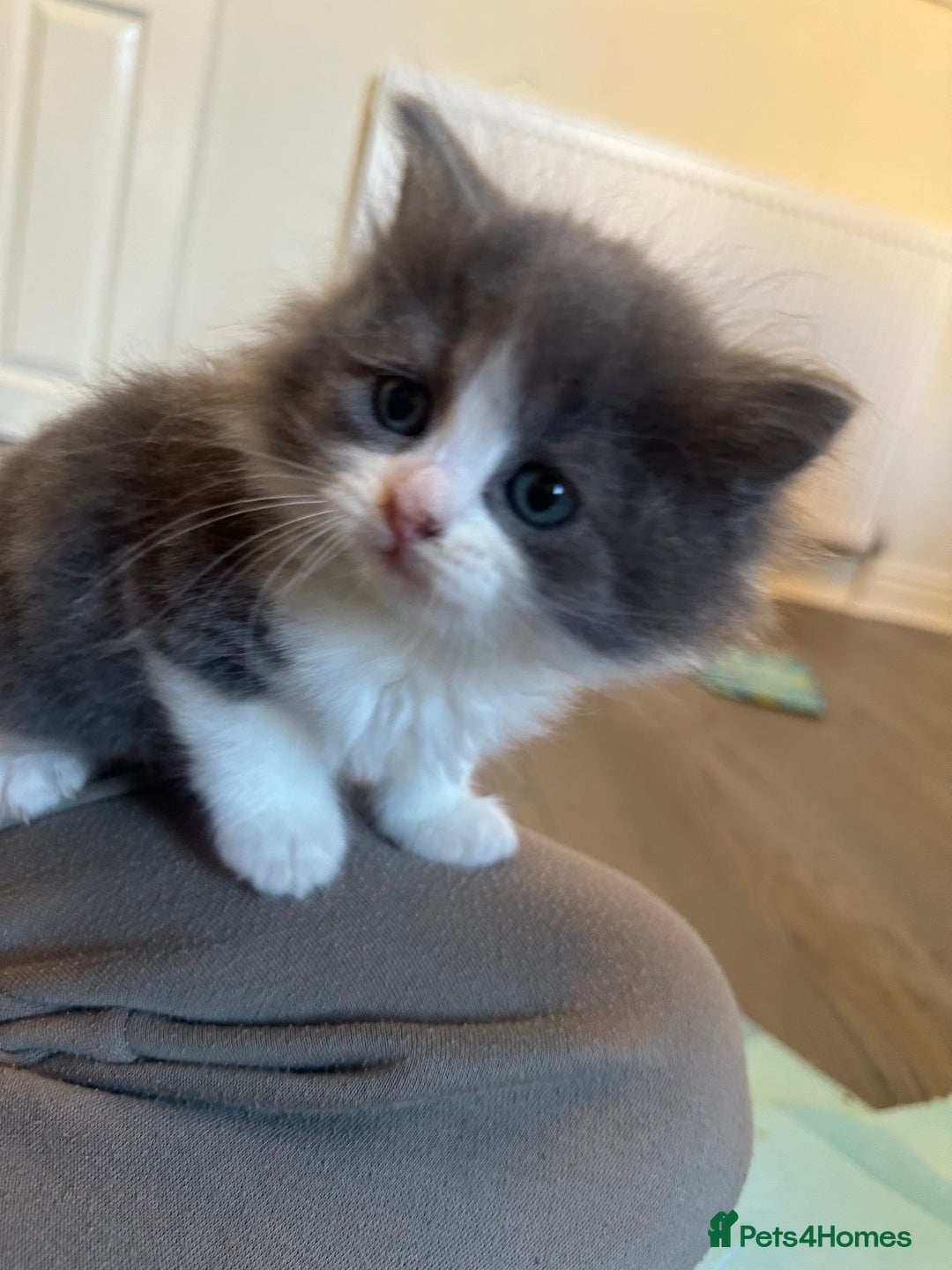 Ragdoll cats for sale: Reserved - Image 26