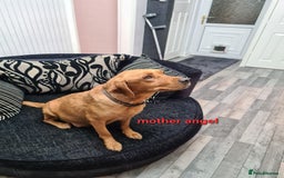 Labradoodle dogs for sale: F1 beautiful labradoodles  - Image 1