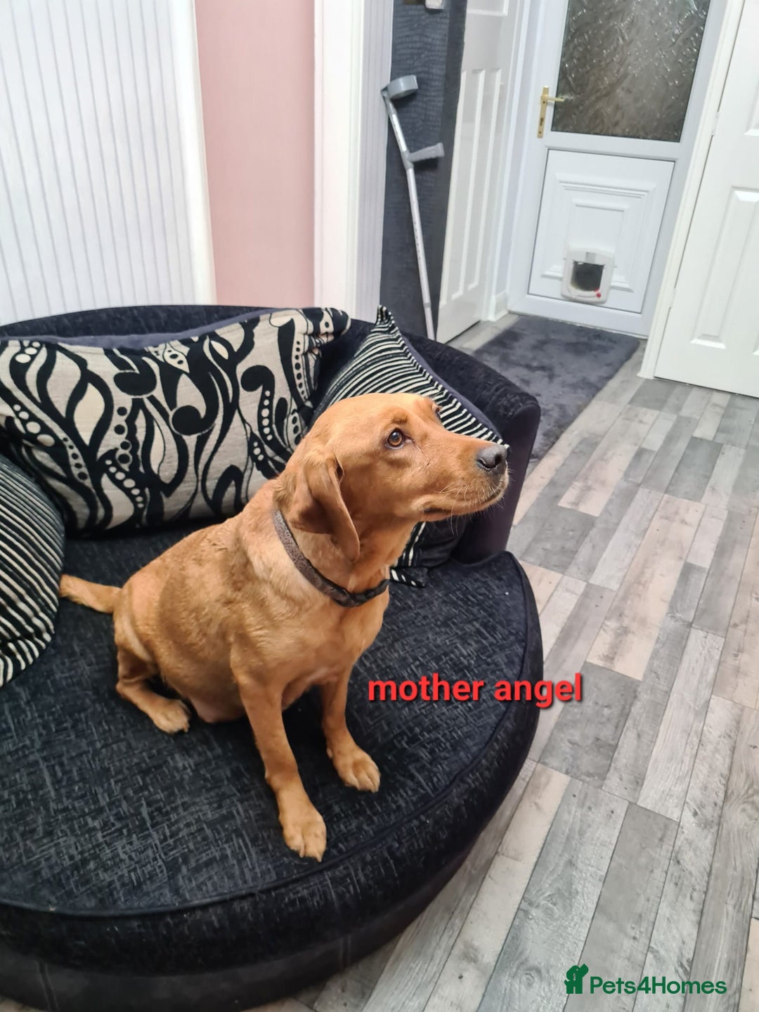 Labradoodle dogs for sale: F1 beautiful labradoodles  - Image 1