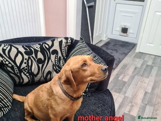 Labradoodle dogs - Advert 3