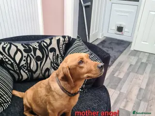 Labradoodle dogs F1 beautiful labradoodles - Advert 10