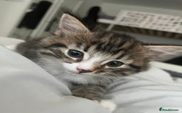 Mixed Breed cats for sale: 3 Healthy, Playful Kittens  - Image 17