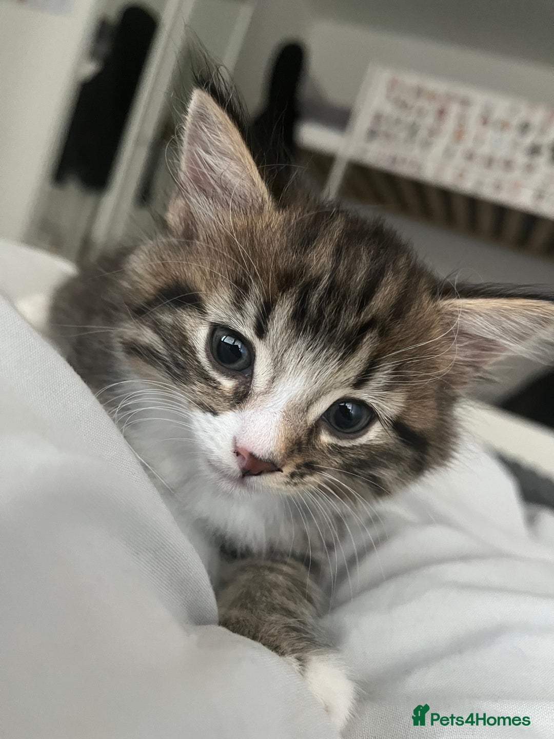 Mixed Breed cats for sale: 3 Healthy, Playful Kittens  - Image 17