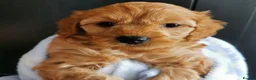 Cavapoo dogs for sale: Beautiful Cavapoo Puppies for sale. in Southampton - Advert 5