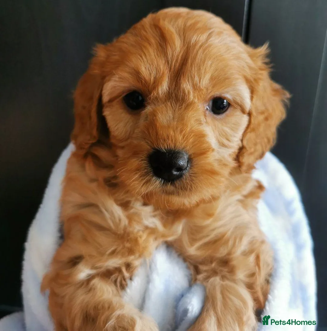 Cavapoo dogs for sale: Beautiful Cavapoo Puppies for sale. in Southampton - Advert 5