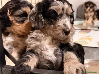 Cockapoo dogs F1 Cockapoo Puppies - Advert 1