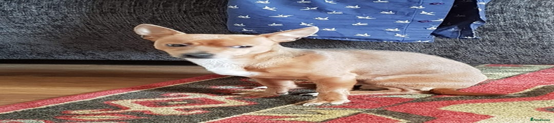 Mixed Breed Jack Chi