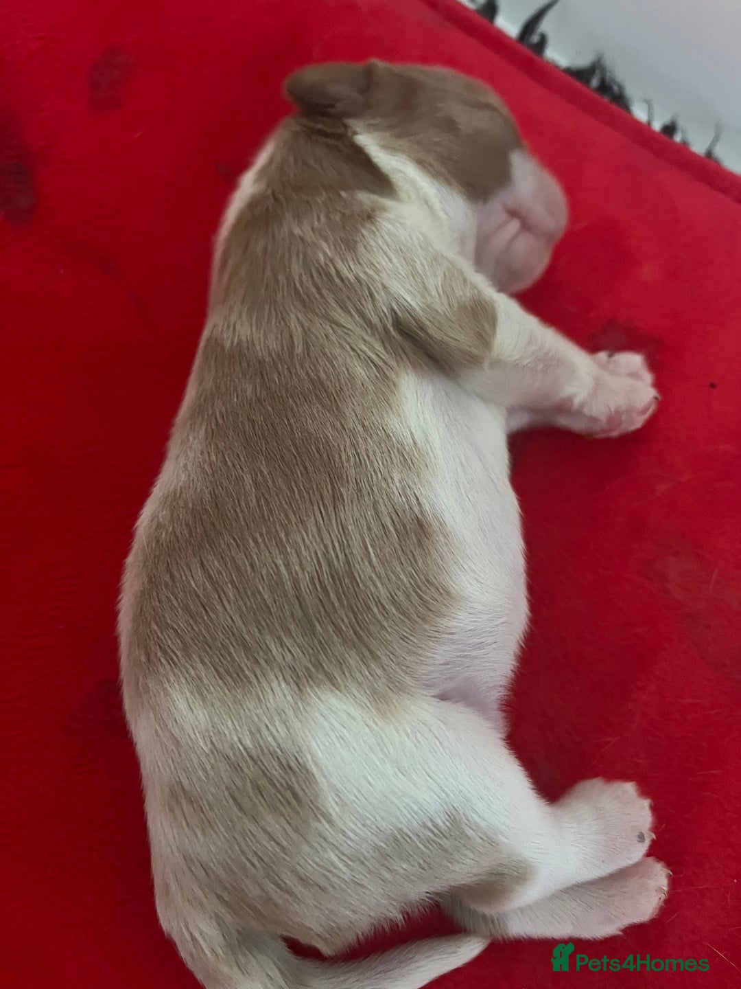 Cavalier King Charles Spaniel dogs for sale: Cavalier King Charles Spaniel Puppies Available - Advert 8