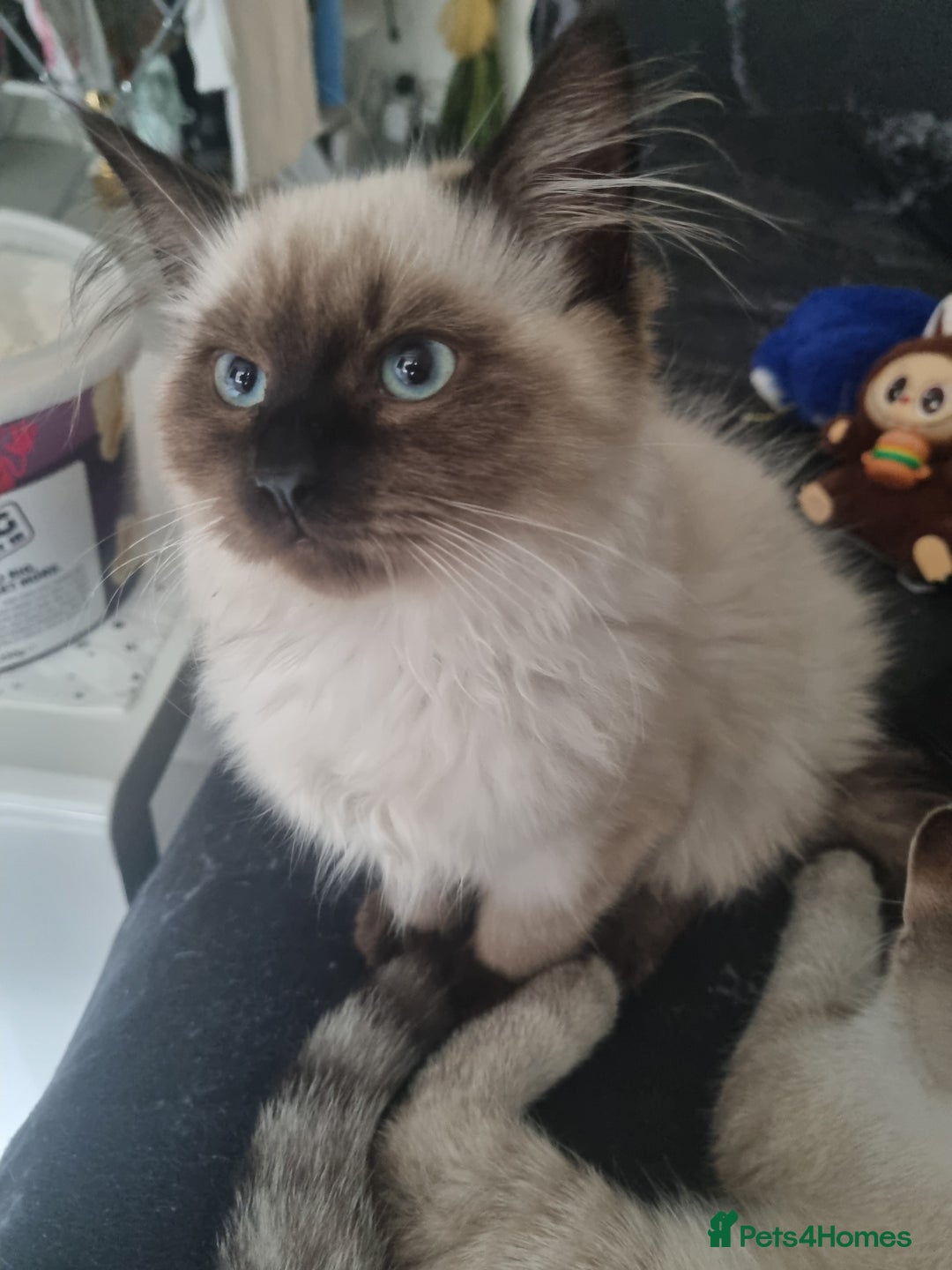 Mixed Breed cats for sale: 5 cute kittens available  - Image 2