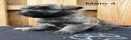 Cairn Terrier dogs for sale: beautiful health tested cairn terriers - Advert 13