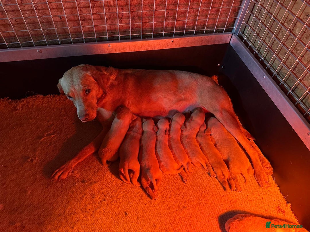 Labrador Retriever dogs for sale: KC REG LABRADORS /FULLY HEALTH TESTED PARENTS ⭐️🏆 - Advert 4