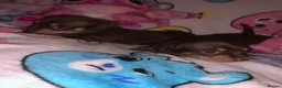 Miniature Dachshund dogs for sale: 2 girl miniature Dachshund  - Advert 7