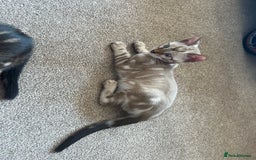 Bengal cats for sale: 🐾 TICA REGISTERED, READY TO LEAVE  😍😍 - Image 34