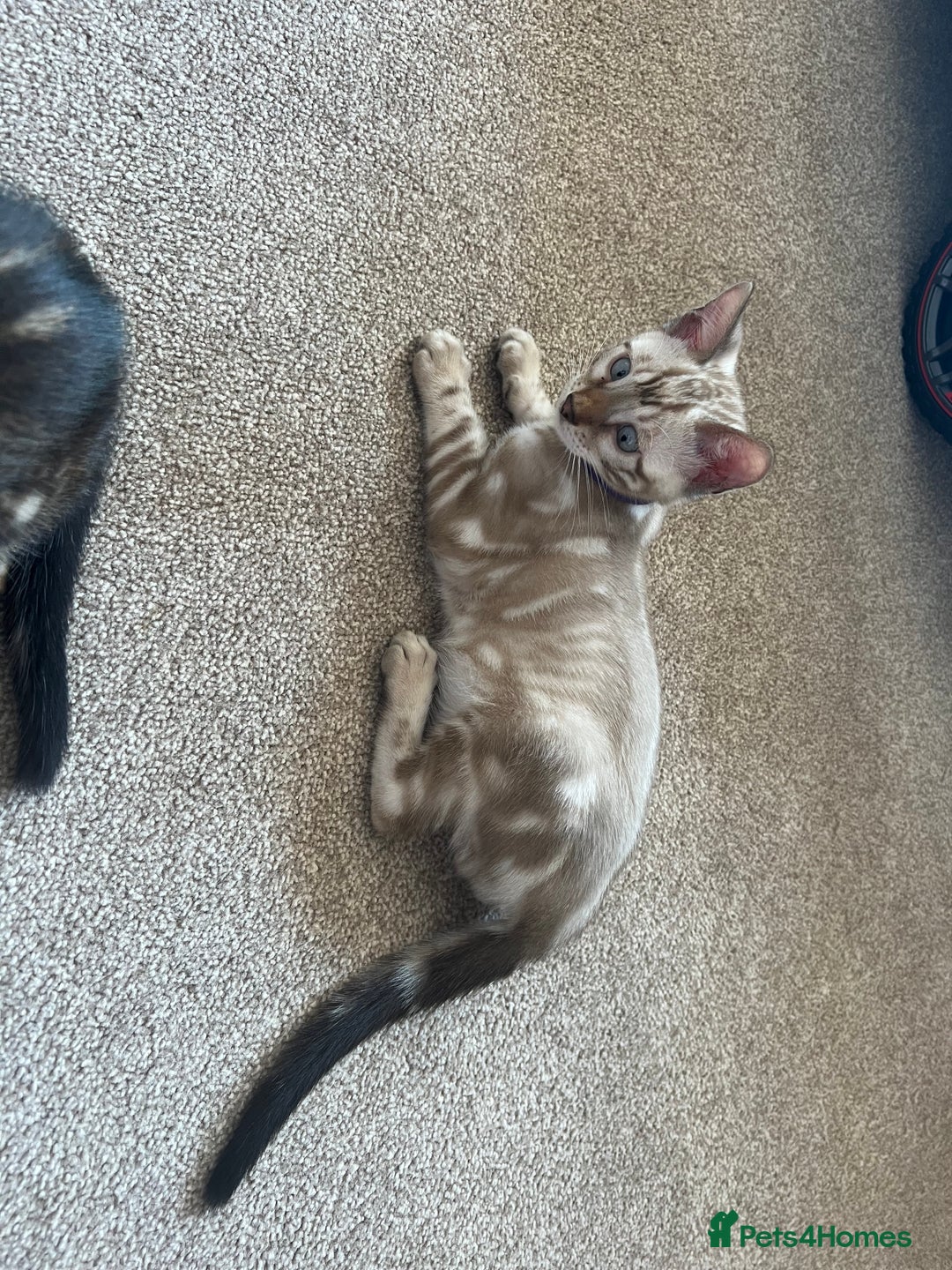 Bengal cats for sale: 🐾 TICA REGISTERED, READY TO LEAVE  😍😍 - Image 34