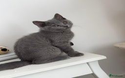 Scottish Fold cats for sale: Last  Girl left 😻😻 in Dewsbury - Image 2