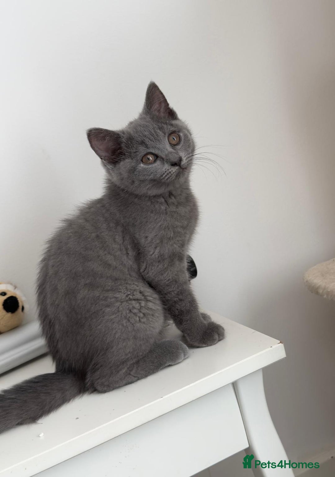 Scottish Fold cats for sale: Last  Girl left 😻😻 in Dewsbury - Image 2