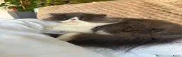 Persian cats for sale: GCCF Active Registered Persian - Advert 4