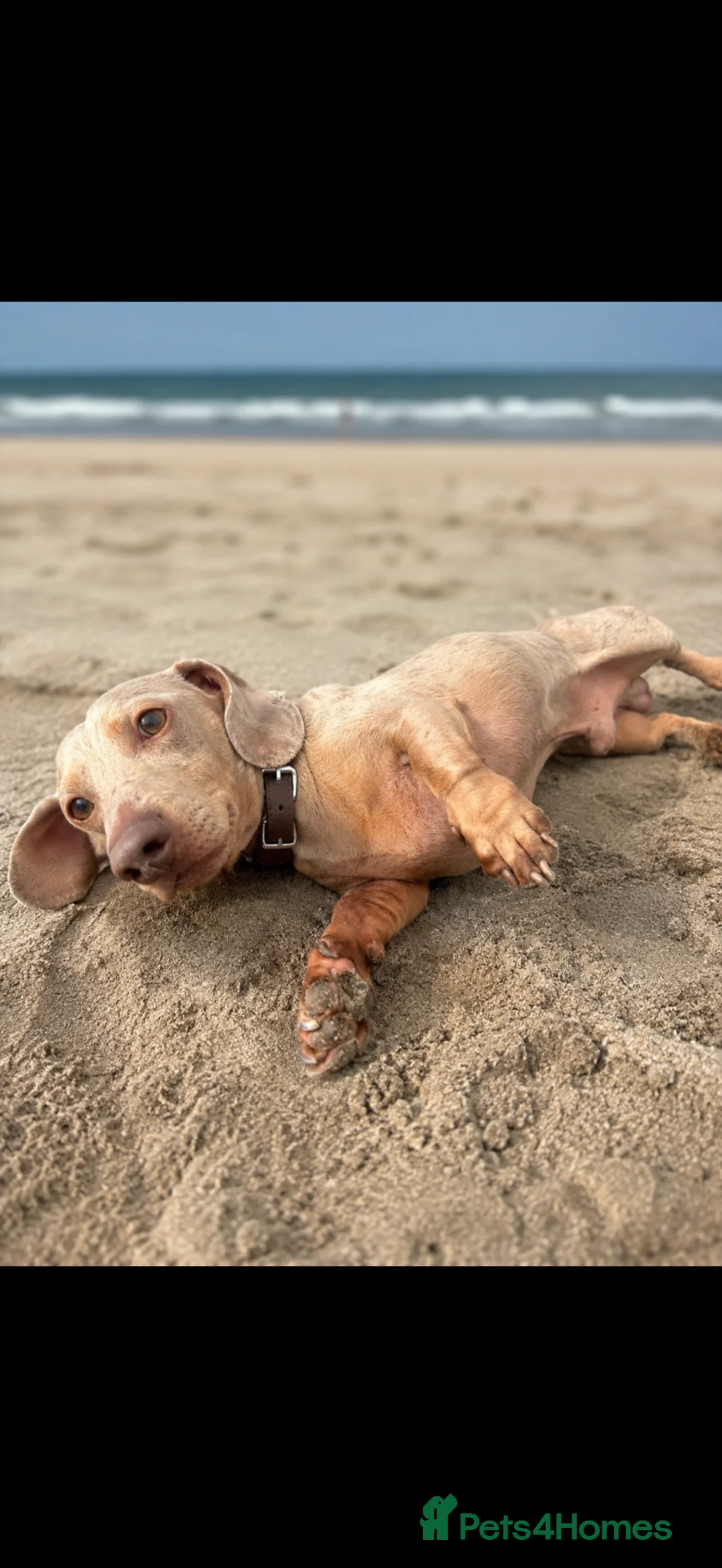 Miniature Dachshund dogs for stud: Mini Dachshund Stud Available – Claude - Advert 2