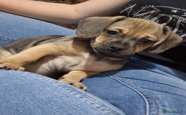 Mixed Breed dogs - Advert 5