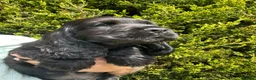 Cocker Spaniel dogs for sale: Quality DNA clear show cocker spaniels  - Advert 9