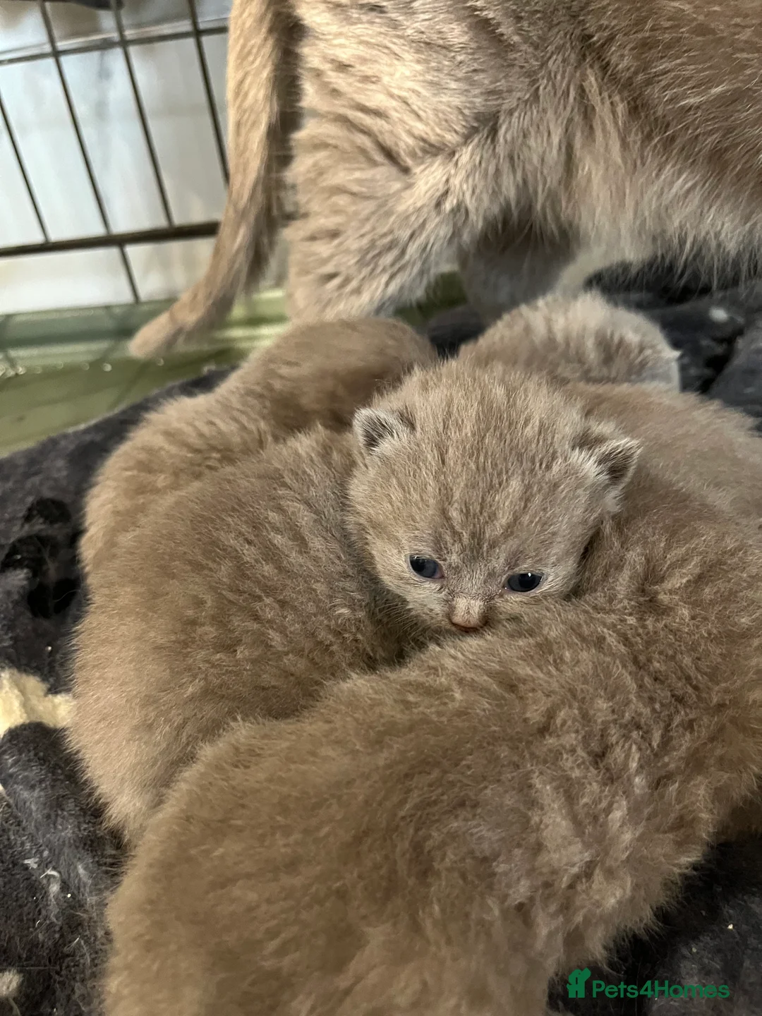 British Shorthair cats for sale: British shorthair kittens 🐈‍⬛  - Advert 8