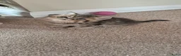 Exotic cats for sale: Exotic Persian kittens  in Wokingham - Advert 6