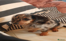 Miniature Dachshund dogs for sale: Long-Haired Dapple Mini Dachshund Puppy (RE-HOME) - Image 3