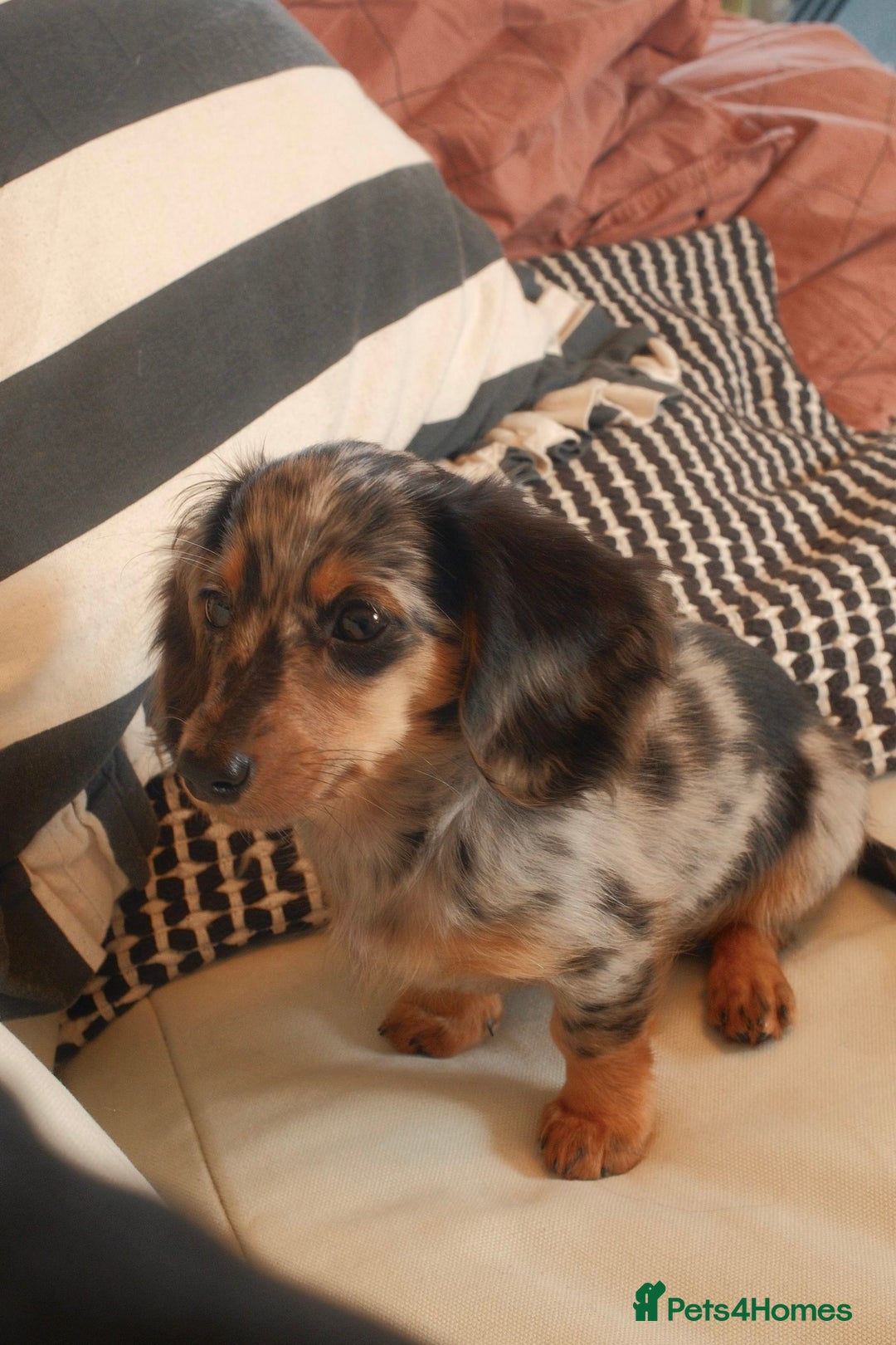 Miniature Dachshund dogs for sale: Long-Haired Dapple Mini Dachshund Puppy (RE-HOME) - Image 3