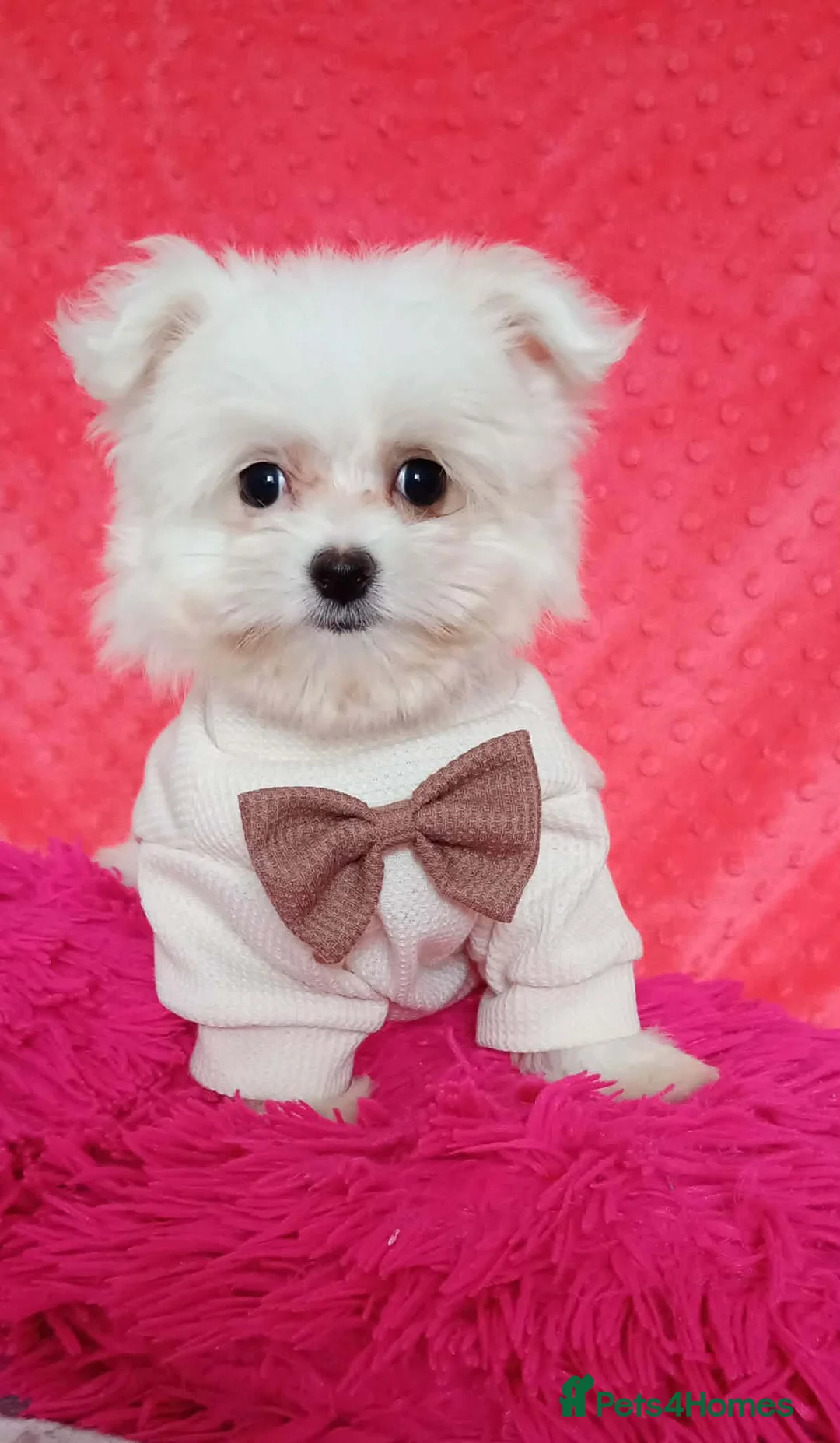 Maltese dogs for sale: Maltese Puppies  - Advert 1