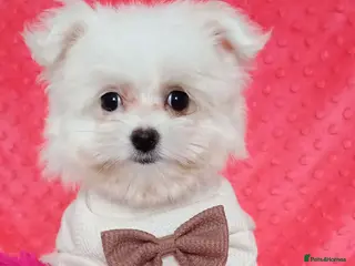 Maltese dogs Maltese Puppies - Advert 13