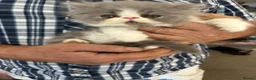 Persian cats for sale: 2 full pedigree GCCF registered Persian kittens  in London - Advert 7