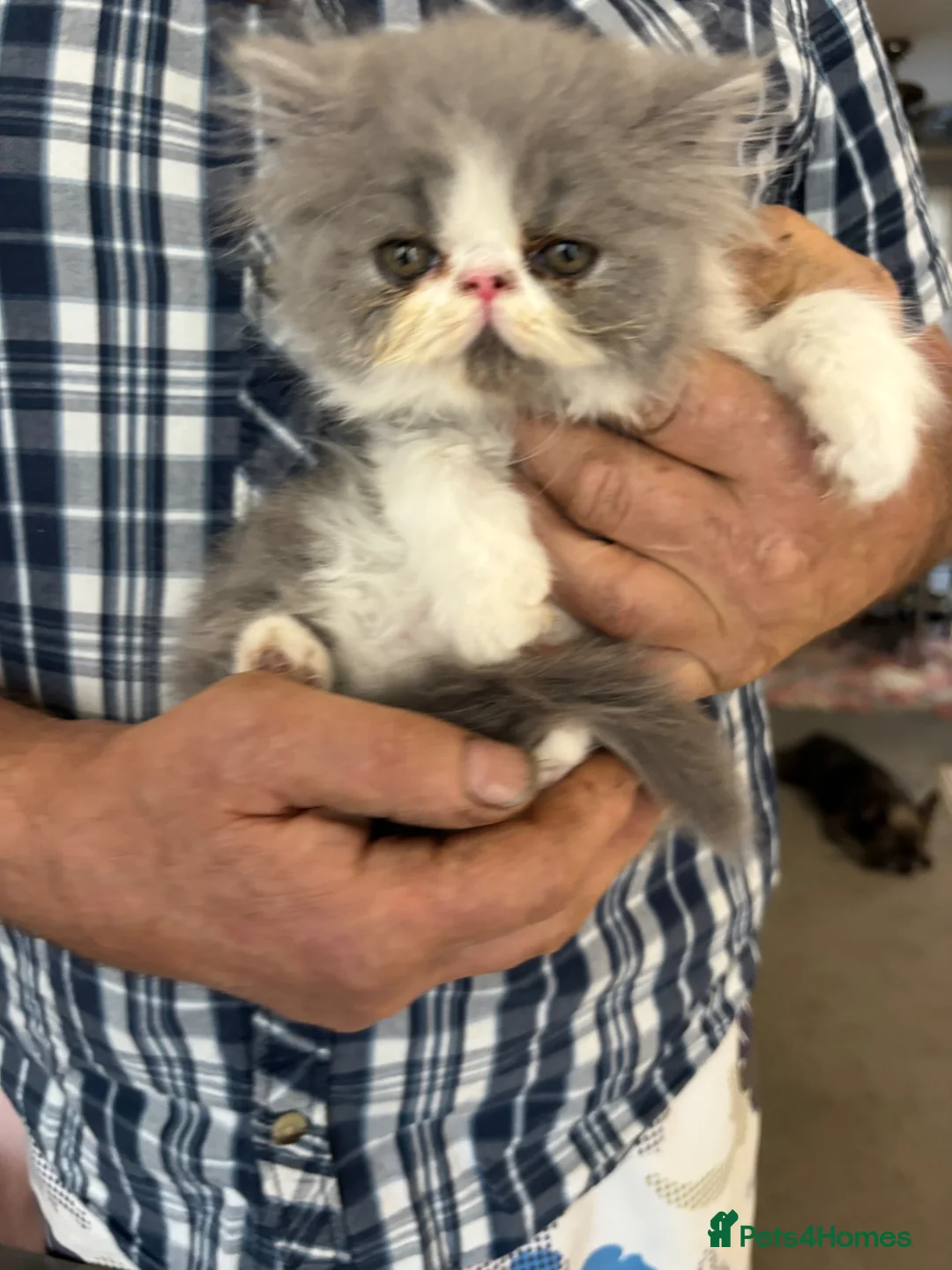 Persian cats for sale: 2 full pedigree GCCF registered Persian kittens  in London - Advert 7