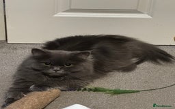 Persian cats for sale: Grey Chinchilla Persian  - Image 2