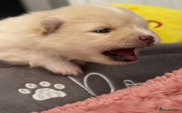 Pomeranian dogs for sale: ✨🐶SPECIAL SMALL SKY🩵BLUE 👀 POMS🐶✨ - Image 32