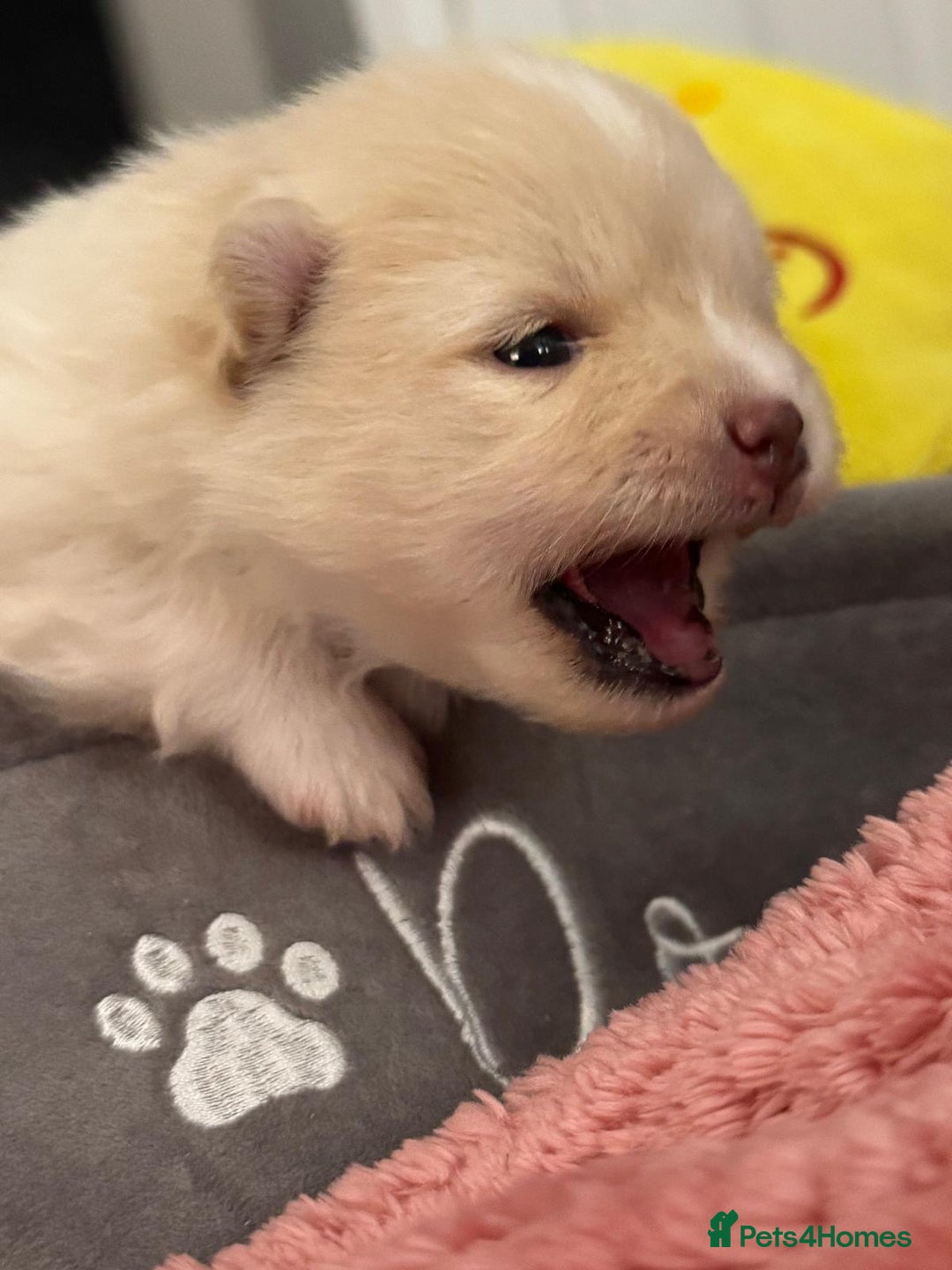 Pomeranian dogs for sale: ✨🐶SPECIAL SMALL SKY🩵BLUE 👀 POMS🐶✨ - Image 32