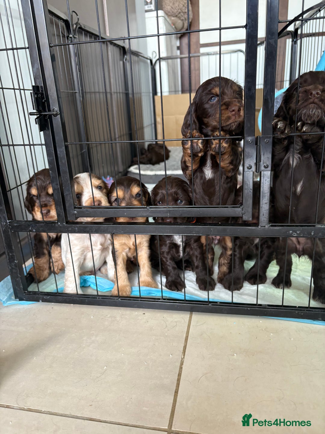 Cocker Spaniel dogs for sale: beautiful KC show cocker spaniel puppies  - Image 11