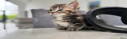 Munchkin cats for sale: Rehoming Munchkin Male Cat - Advert 4
